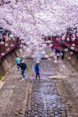 Yeojwacheon deresi, Jinhae Gunhangje festivali, Jinhae, Güney Kore, Güney Kore, Güney Kore 'de trenin açtığı kiraz çiçeği Güney Kore' nin popüler kiraz çiçeğidir..