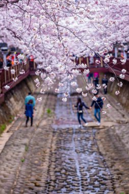 Yeojwacheon deresi, Jinhae Gunhangje festivali, Jinhae, Güney Kore, Güney Kore, Güney Kore 'de trenin açtığı kiraz çiçeği Güney Kore' nin popüler kiraz çiçeğidir..