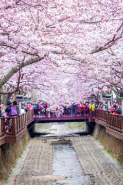 Yeojwacheon deresi, Jinhae Gunhangje festivali, Jinhae, Güney Kore, Güney Kore, Güney Kore 'de trenin açtığı kiraz çiçeği Güney Kore' nin popüler kiraz çiçeğidir..