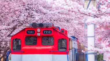 Yeojwacheon deresi, Jinhae Gunhangje festivali, Jinhae, Güney Kore, Güney Kore, Güney Kore 'de trenin açtığı kiraz çiçeği Güney Kore' nin popüler kiraz çiçeğidir..