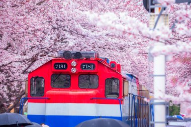 Yeojwacheon deresi, Jinhae Gunhangje festivali, Jinhae, Güney Kore, Güney Kore, Güney Kore 'de trenin açtığı kiraz çiçeği Güney Kore' nin popüler kiraz çiçeğidir..