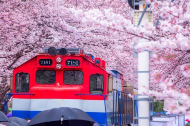 Yeojwacheon deresi, Jinhae Gunhangje festivali, Jinhae, Güney Kore, Güney Kore, Güney Kore 'de trenin açtığı kiraz çiçeği Güney Kore' nin popüler kiraz çiçeğidir..