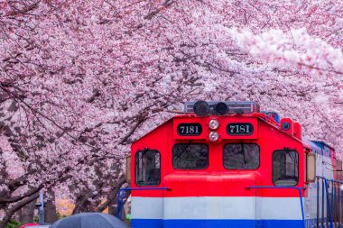 Yeojwacheon deresi, Jinhae Gunhangje festivali, Jinhae, Güney Kore, Güney Kore, Güney Kore 'de trenin açtığı kiraz çiçeği Güney Kore' nin popüler kiraz çiçeğidir..