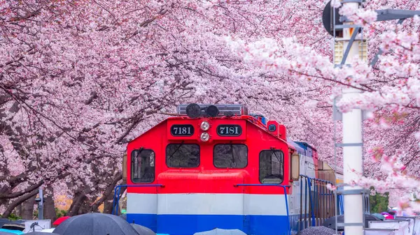 Yeojwacheon deresi, Jinhae Gunhangje festivali, Jinhae, Güney Kore, Güney Kore, Güney Kore 'de trenin açtığı kiraz çiçeği Güney Kore' nin popüler kiraz çiçeğidir..