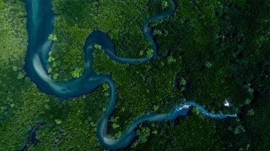 Hava manzaralı mangrov ormanı doğal manzara, tropik mangrov yeşil ağaç ormanlarındaki nehir, Mangrov manzaralı ekosistem ve çevre.