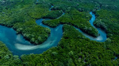 Hava manzaralı mangrov ormanı doğal manzara, tropik mangrov yeşil ağaç ormanlarındaki nehir, Mangrov manzaralı ekosistem ve çevre.