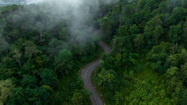 Güzel dağ eğrisi asfalt yolu, sisli ağaçlar, kırsal ormanda sabah sisi dağ, güzel yeşil ormanda yol ve alçak bulut..