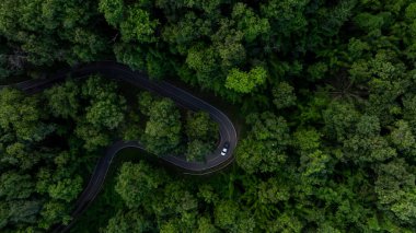 Ormanın yeşil ormanında asfalt yol eğrisi yeşil ormanda kamyon arabası yeşil ormanda virajlı yolda, yeşil orman arasında kamyon arabası, ormandaki eğri yolda macera gezisi..