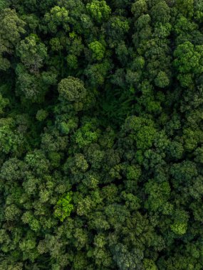 hava manzaralı yeşil orman ağacı dokusu ve arka planı, doğal yeşil orman ağacı arka planı, tropikal yağmur ormanı ağaç ekosistem ortamı, yeşil ağaç ormanının dokusu ve arka planı.