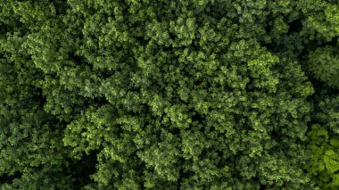 Gökyüzü manzarası doğa yeşil orman ve yeşil orman dokusu arka plan, doku ve arkaplan yeşil ağaç ormanı yukarıdan görünüş, doğa koruma ve ekosistem.