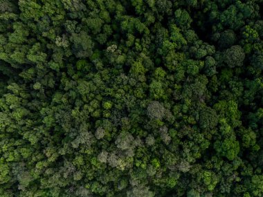 hava manzaralı yeşil orman ağacı dokusu ve arka planı, doğal yeşil orman ağacı arka planı, tropikal yağmur ormanı ağaç ekosistem ortamı, yeşil ağaç ormanının dokusu ve arka planı.