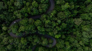 Ormanın yeşil ormanında asfalt yol eğrisi yeşil ormanda kamyon arabası yeşil ormanda virajlı yolda, yeşil orman arasında kamyon arabası, ormandaki eğri yolda macera gezisi..