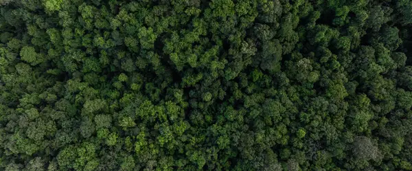 stock image aerial top view green forest tree texture and background, Natural green forest tree background, Tropical rainforest tree ecosystem environment, Texture and background of green tree forest.