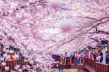 Yeojwacheon deresi, Jinhae Gunhangje festivali, Jinhae, Güney Kore, Güney Kore, Güney Kore 'de trenin açtığı kiraz çiçeği Güney Kore' nin popüler kiraz çiçeğidir..