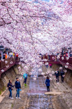 Yeojwacheon deresi, Jinhae Gunhangje festivali, Jinhae, Güney Kore, Güney Kore, Güney Kore 'de trenin açtığı kiraz çiçeği Güney Kore' nin popüler kiraz çiçeğidir..