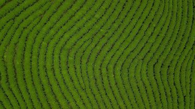 Yeşil çay tarlası, ekolojik çay bahçesi, yeşil çay tarlası, yeşil tarla çiftliği..