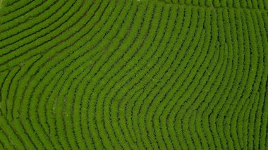Yeşil çay tarlası, ekolojik çay bahçesi, yeşil çay tarlası, yeşil tarla çiftliği..