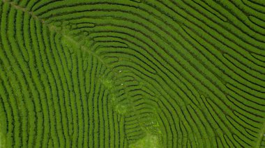 Yeşil çay tarlası, ekolojik çay bahçesi, yeşil çay tarlası, yeşil tarla çiftliği..