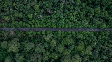 Orman yolundaki elektrikli araç...... yağmur ormanlarının derin ağaçları...... yukarıdan yeşil orman manzaralı...... hava manzaralı araç...... asfalt yolda elektrikli araç...... orman ağacının ortasında EV arabası....