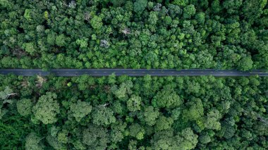 Hava manzaralı asfalt orman yolu yeşil orman ağacının içinden geçiyor ormandaki yeşil orman ağacının ortasındaki orman yolu, ormandaki macera gezisinde yol..