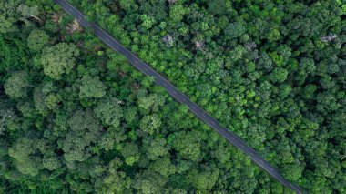 Hava manzaralı araba yeşil ağaçlı yolda gidiyor orman boyunca virajlı yol yeşil ağaç ormanı arasında asfalt yolda, elektrikli araç EV araba asfalt yolda yeşil ağaç ormanında sürüyor..