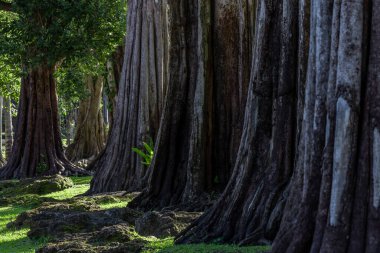 Yeşil yaprakları olan dev yeşil ağaç gövdesi, dev ağaç ormanı yaz aylarını sakinleştiriyor, yeşil orman doğayı koruyor..