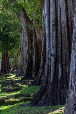 Yeşil yaprakları olan dev yeşil ağaç gövdesi, dev ağaç ormanı yaz aylarını sakinleştiriyor, yeşil orman doğayı koruyor..