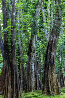Yeşil yosun ormanı ağacı ağacı, yeşil doğa yaz sıcacık günü taze yeşil odun yaprak döken orman yosunu, ağaç ve yosun ormanının manzaralı ormanı..