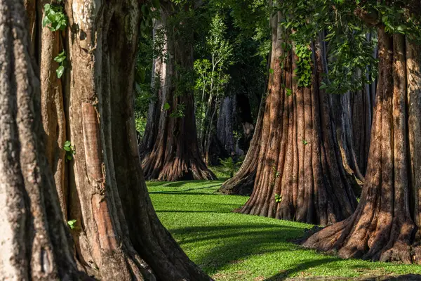 Yeşil yaprakları olan dev yeşil ağaç gövdesi, dev ağaç ormanı yaz aylarını sakinleştiriyor, yeşil orman doğayı koruyor..