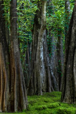 Yeşil yosun ormanı ağacı ağacı, yeşil doğa yaz sıcacık günü taze yeşil odun yaprak döken orman yosunu, ağaç ve yosun ormanının manzaralı ormanı..