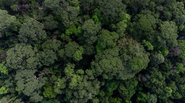 Yeşil orman ve yeşil orman dokusu ve arkaplanı, Tropikal yağmur ormanları ekosistemi ve çevre arka planı, doğa koruma ekosistemi yeşil orman ve yeşil ağaç ormanı.