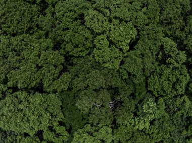 Üst düzey yeşil orman yüzey dokusu ve arkaplan, eko dokusu ve arka plan, ekosistem ekoloji ortamı, orman ağacı ve yeşil orman ağacı yukarıdan gelen doku ve arkaplan.