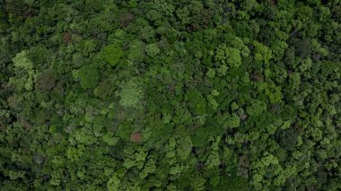 Orman ve ağaç dokusu soyut arkaplan, üst görünüm orman atmosfer alanı, Doku arka plan orman ağacı yukarıdan görünümü, Ekosistem ekolojisi ortamı, Yeşil orman ve yeşil ağaç.