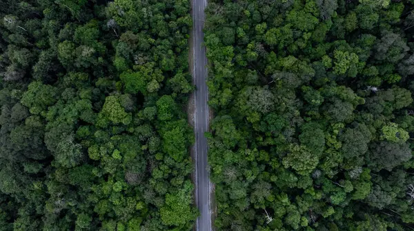 Ormanın ortasındaki asfalt yolda yeşil orman ağacı, Ormandaki asfalt orman yolu, Ormanda yolculuk macerası ekosistem ve ekoloji ortamı.