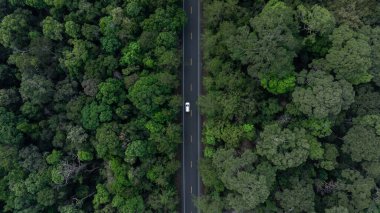 Orta yeşil orman yolunda beyaz EV araba ve yeşil orman ağacı, Orman ağacı çevre dostu yolda elektrikli araç ekosu, Sürdürülebilir enerji taşıma aracı Dünya 'yı kurtardı, Orta yeşil orman ağacında asfalt yol.