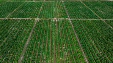 Tütün tarlaları tarım arazileri, tarlada yeşil tütün bitkileri kırsal tarlalarda tütün tarlaları, hava manzarası