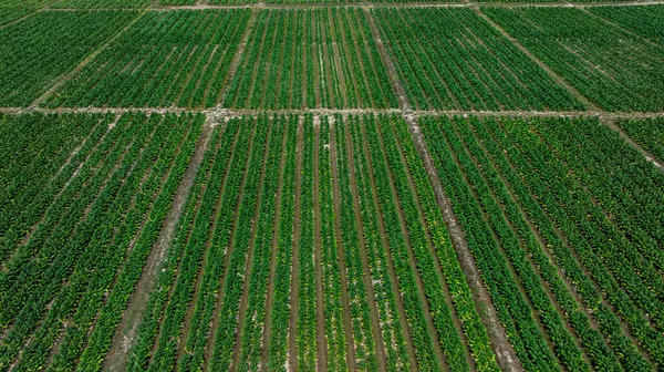 Tütün tarlaları tarım arazileri, tarlada yeşil tütün bitkileri kırsal tarlalarda tütün tarlaları, hava manzarası