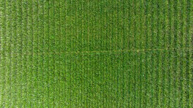 Kırmızı toprağı olan ananas tarlası, ananas tarlası yeşil bitki, ananas tarlaları..