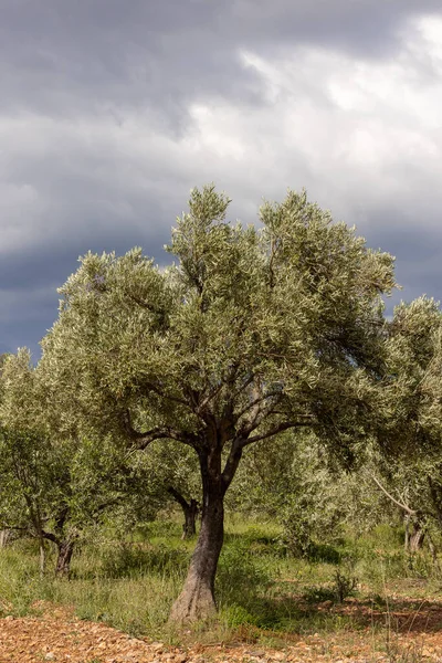 Olivi Coltivazione Margini Piccolo Villaggio Vinicolo Nel Sud Della Francia — Foto Stock
