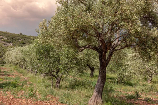 Olivi Coltivazione Margini Piccolo Villaggio Vinicolo Nel Sud Della Francia — Foto Stock