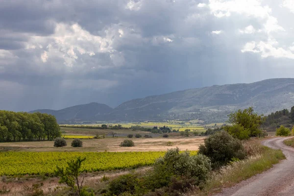 Güney Fransa 'nın asmaları, üzümleri ve ekolojik manzarası.