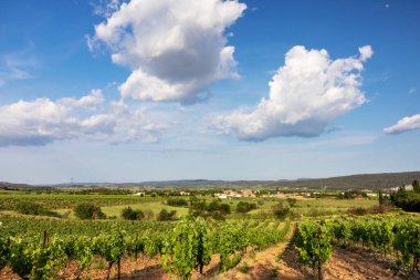 Güney Fransa 'nın asmaları, üzümleri ve ekolojik manzarası.