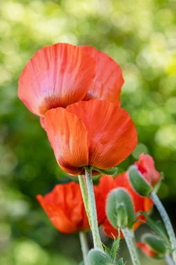 # Güzel kırmızı gelincikler, sabah ışığında #.