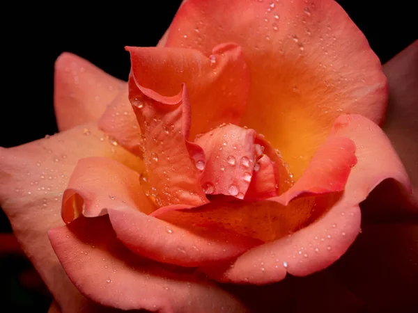 Dość Otwarte Pomarańczowy Róża Zbliżenie — Zdjęcie stockowe
