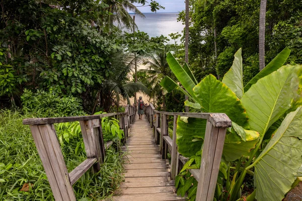 Phuket, Tayland 'da ağaç ve tropikal bitki örtüsü.
