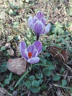 Çimlerde sarı timsahlar
