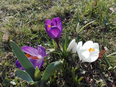 Mor ve beyaz timsahlar.