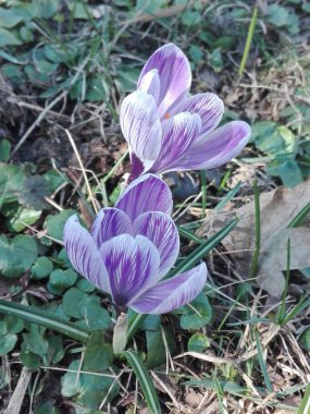 Çimlerde sarı timsahlar