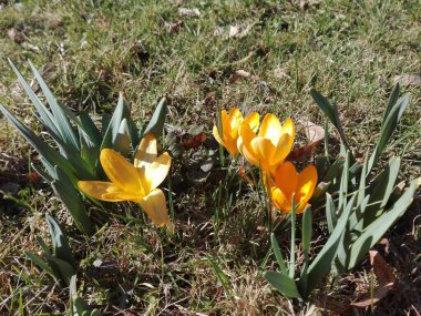 Çimlerde sarı timsahlar