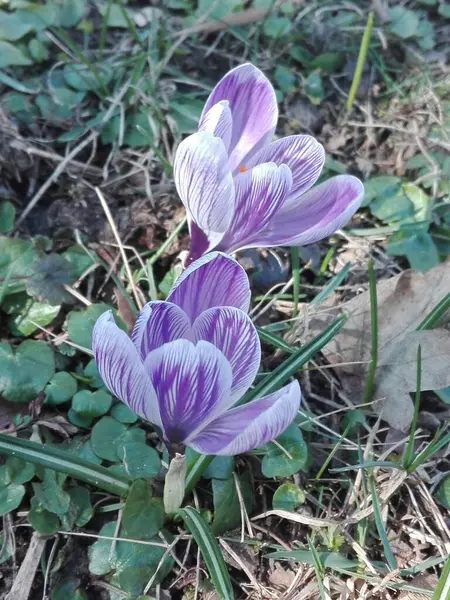 Çimlerde sarı timsahlar